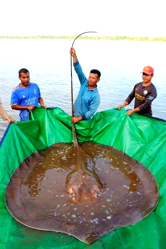 湄公河巨鱼类:捕获记录与生态挑战