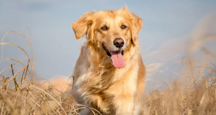 金毛败犬是什么意思
