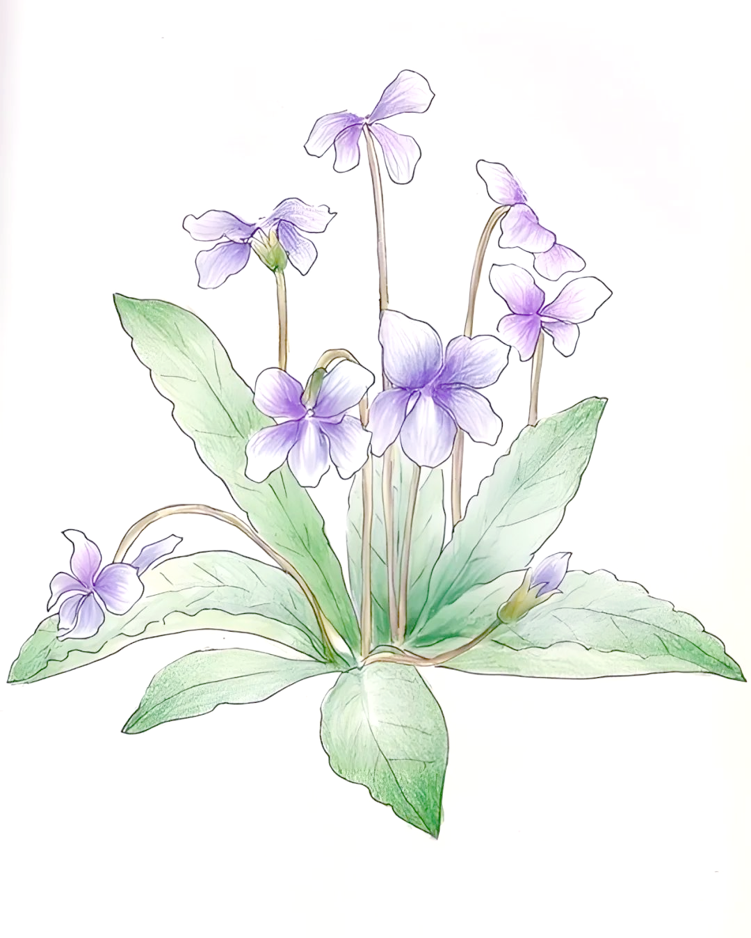 紫花地丁的神奇疗效与现代科学探索