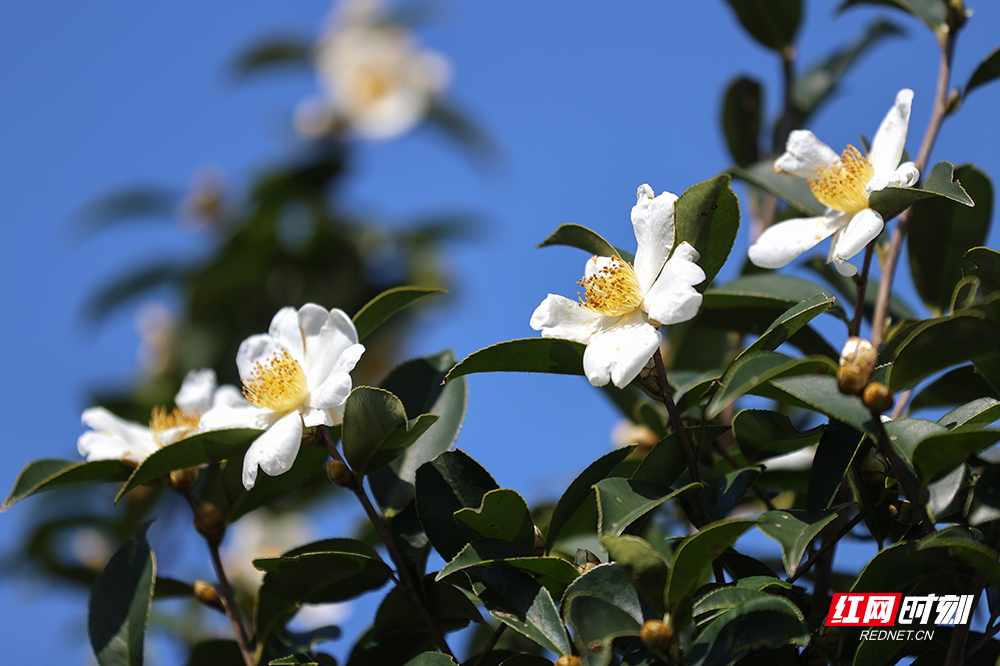图集|临武县花塘乡:油茶花开满山香 繁花似锦兆丰年