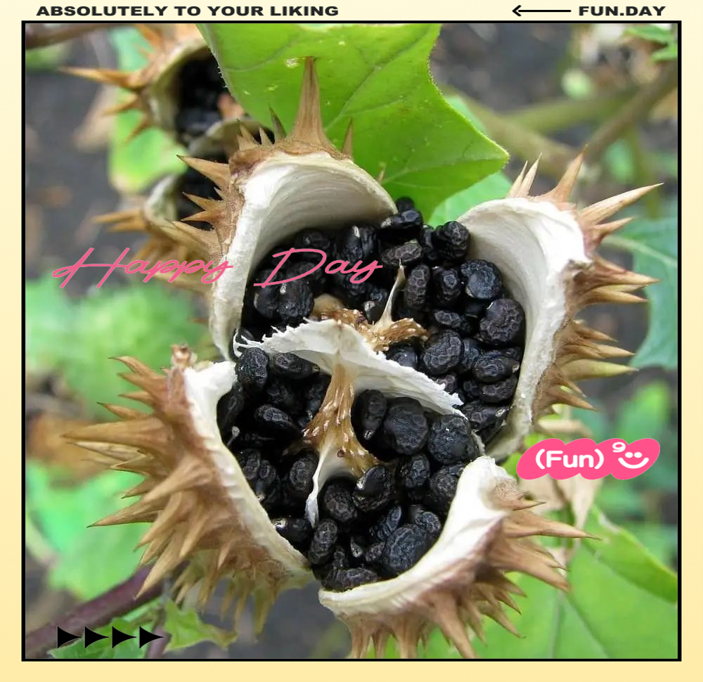 农村常见有毒植物曼陀罗,其种子毒性极强,多人尚不了解