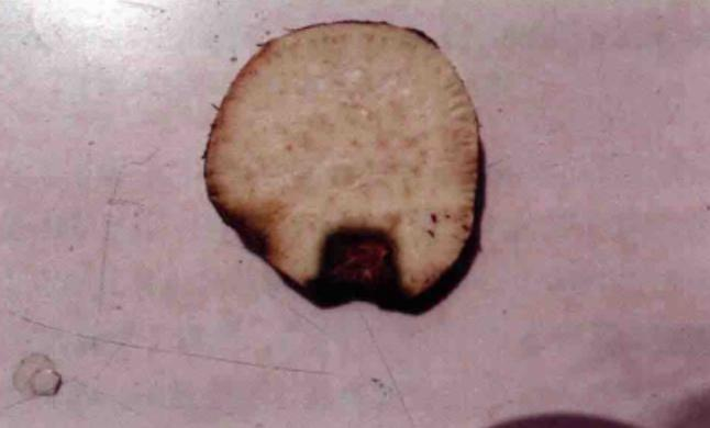 猕猴桃软腐病的防治措施与策略全解析