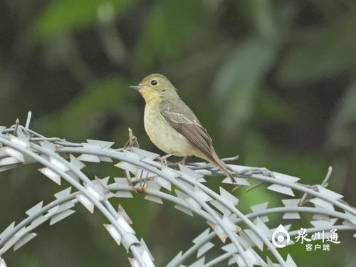 第362種!泉州發現新鳥類——綠背姬鶲