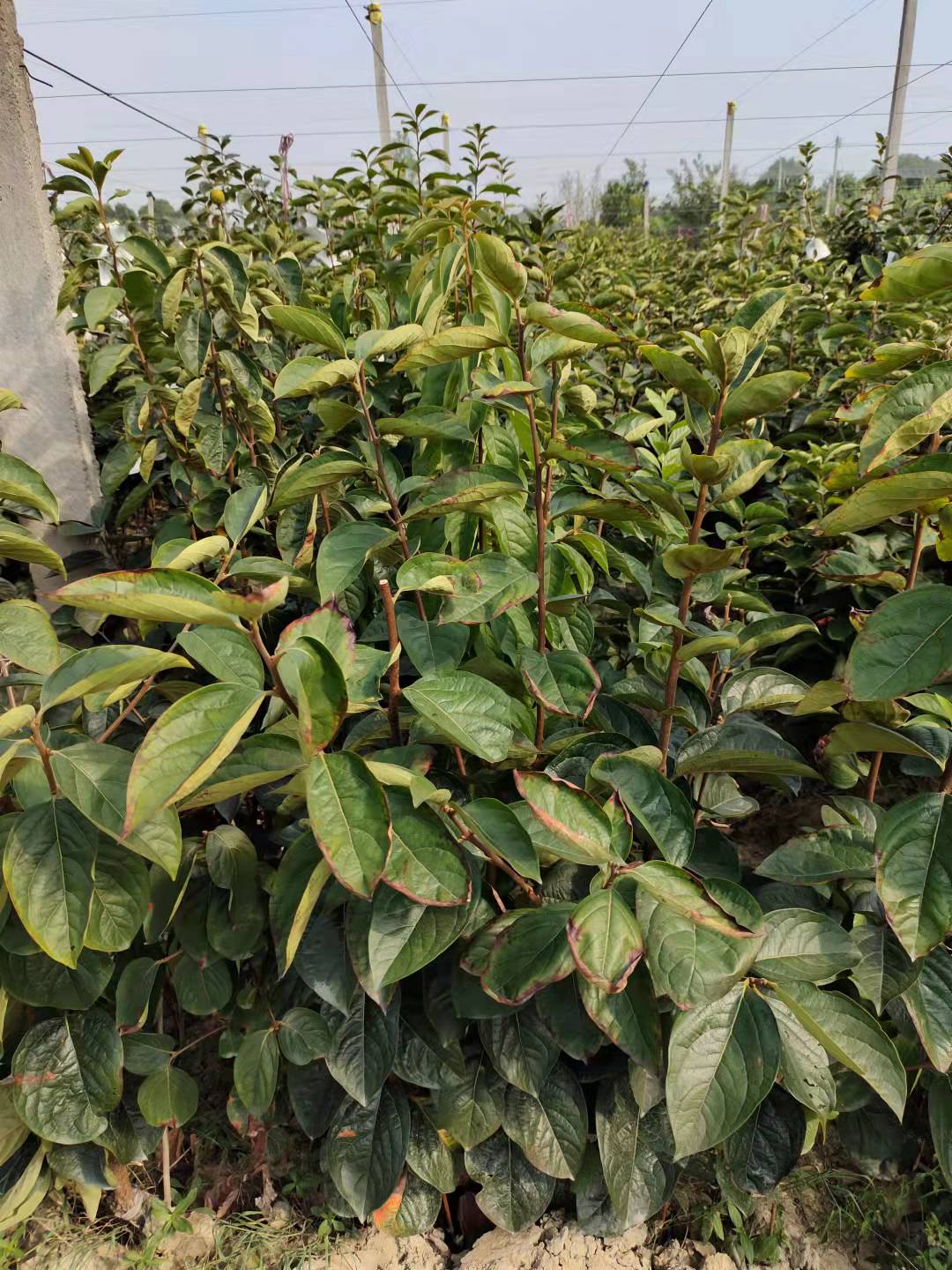 日本太秋甜柿苗(哈蜜柿)