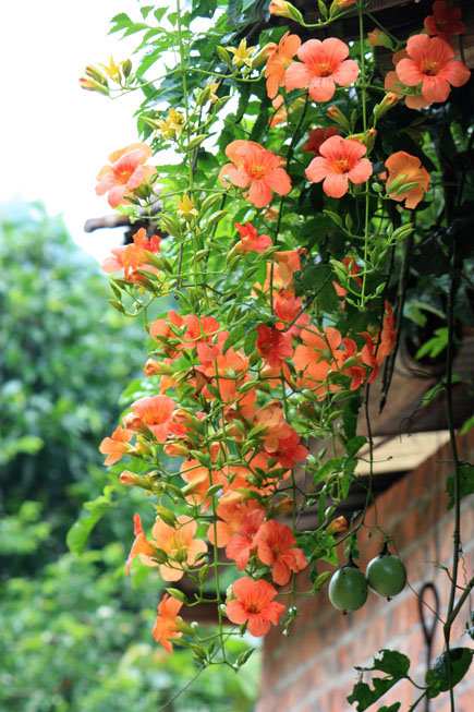 我眼中的凌霄花,倔强中的高傲