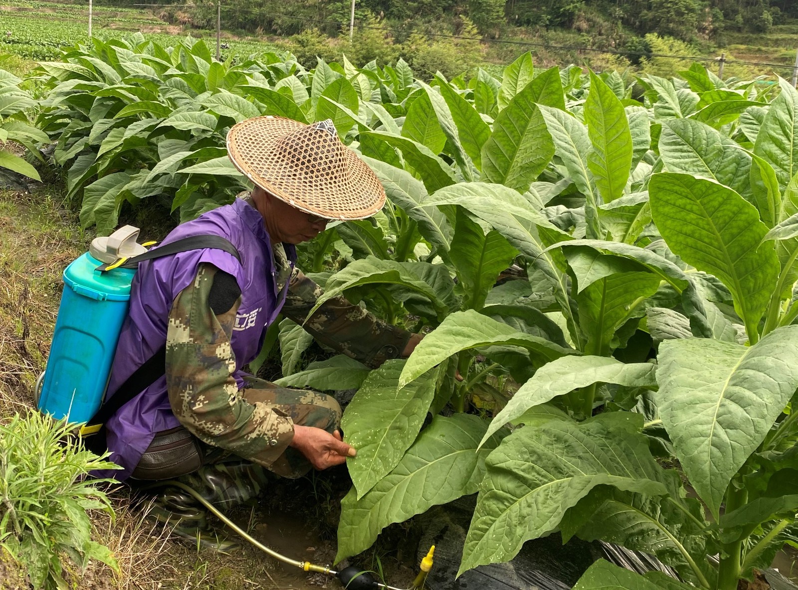 与你携手种烤烟,共同撑起我们的家