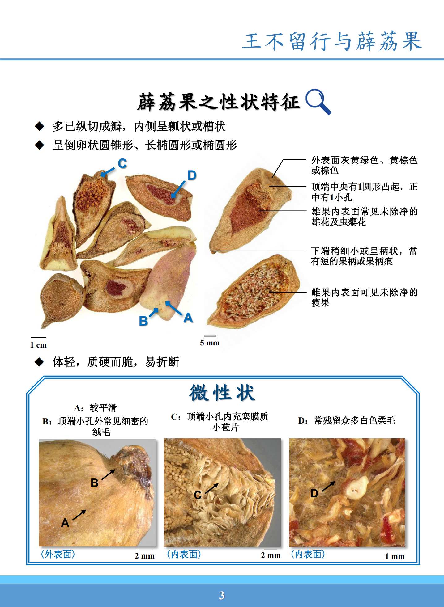 王不留行与薜荔果鉴别