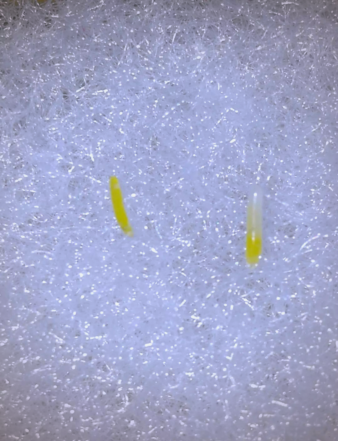 竹蛉饲养指南:从邂逅到精通,探索夜行昆虫的奇妙世界