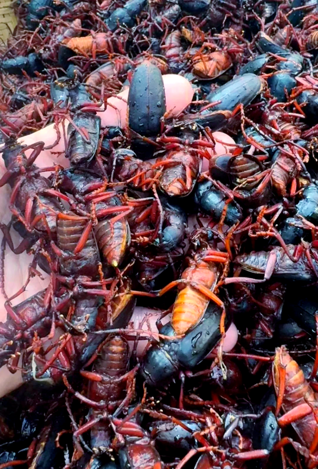 山水牛:从害虫到美味佳肴的奇妙转变