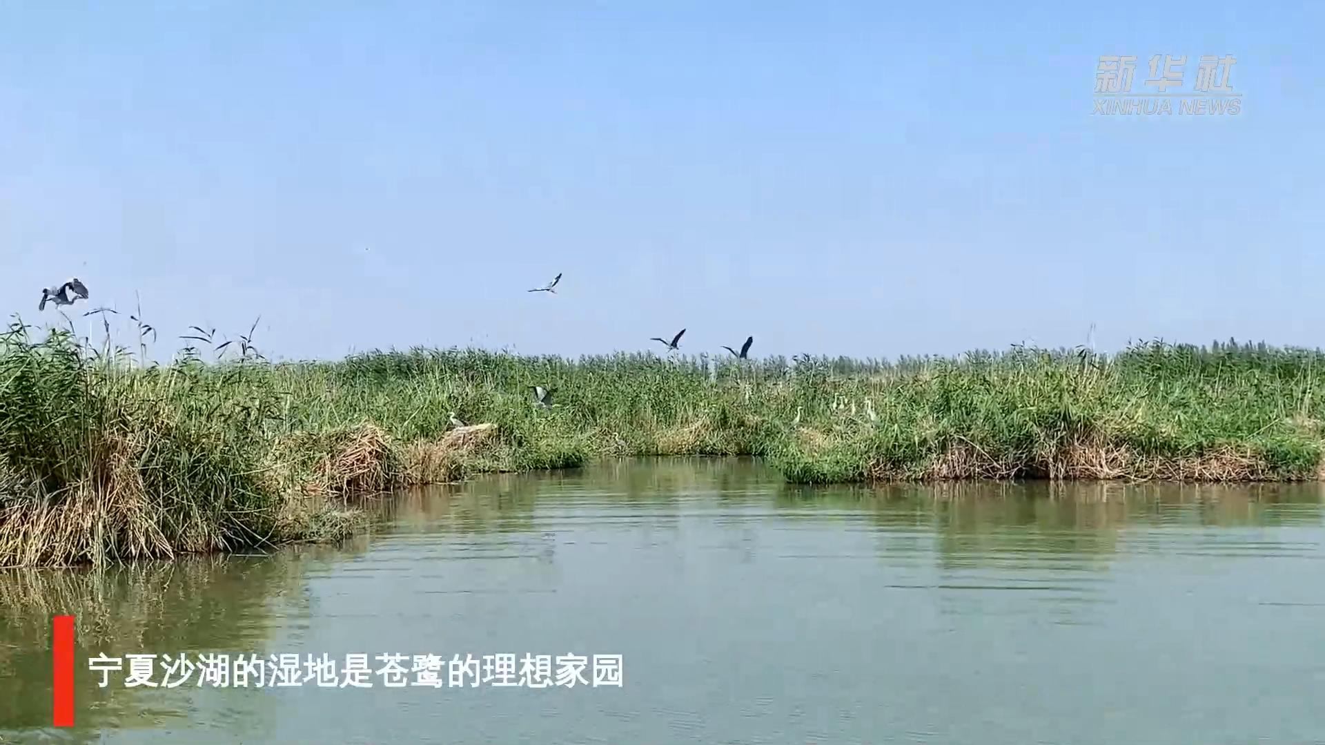 宁夏沙湖:芦苇深处苍鹭飞