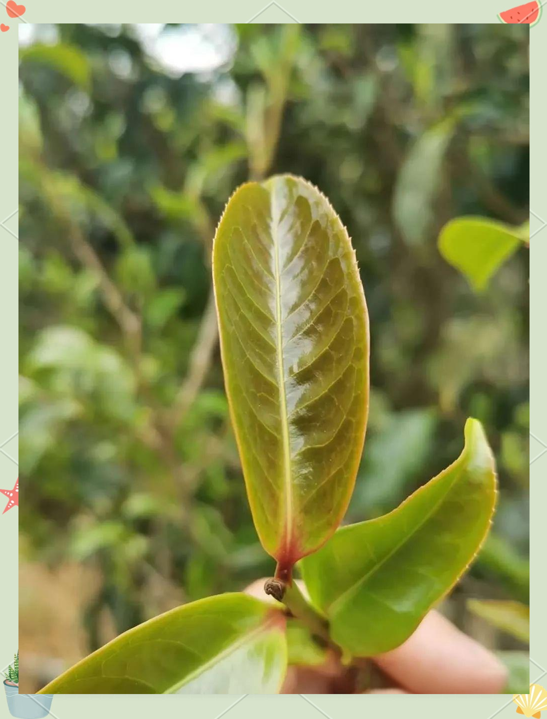 紫芽茶:从品种特性到市场趋势的全面解读