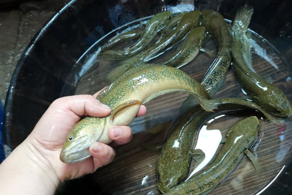 南方水域里的这种鱼,是黑鱼近亲,肉质鲜美,有"鱼中珍品"美誉