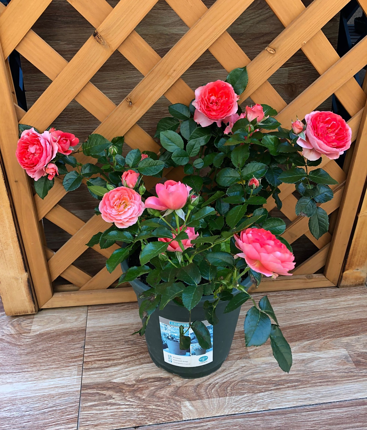 打造阳台花园,养棵"红果汁"—打理简单,花色美丽,四季有花看