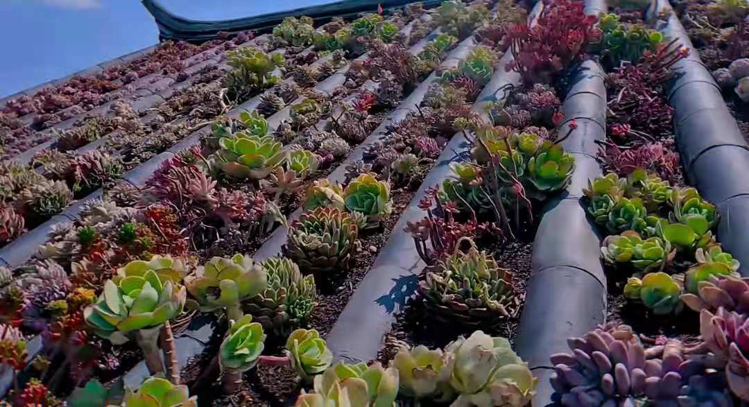 屋顶上种一片多肉,是怎样一种体验?美翻了