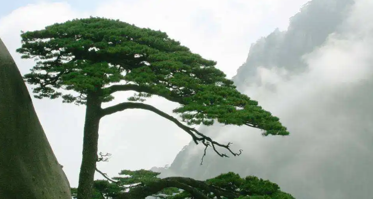 松树像什么的比喻句