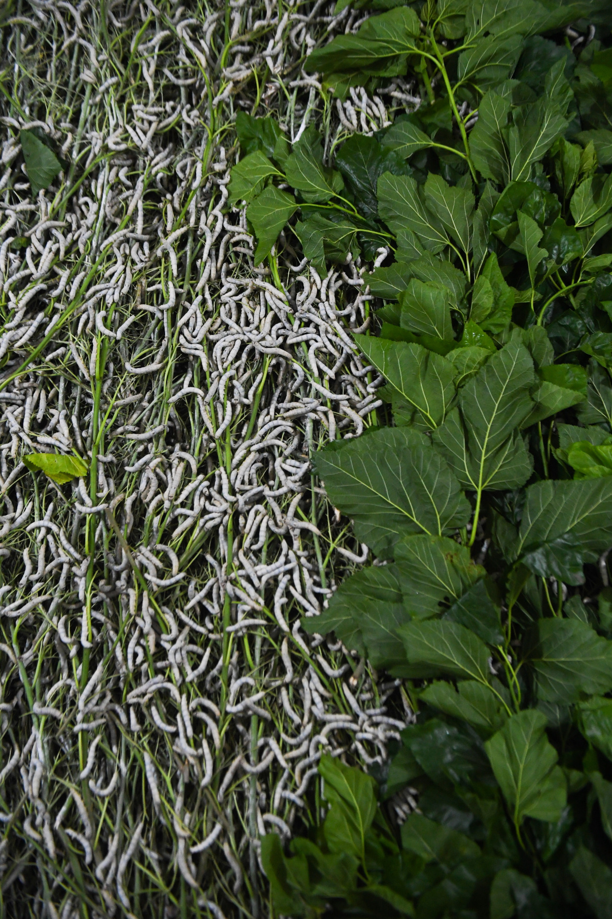 镜画浙江|春蚕吐金丝 蚕桑之乡迎丰收