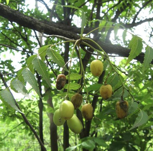 蚜虫危害与防治策略:高效利用苦参·印楝素