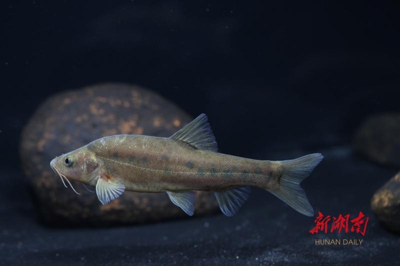 湘江新發現3種洞穴魚 豐富了湖南魚類多樣性和種質資源,具有重要的