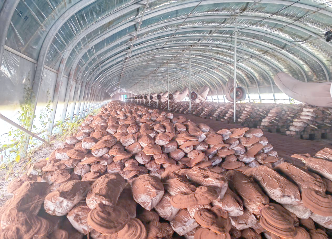 探索乡村振兴之路:灵芝种植的奥秘与多元特产的涌现