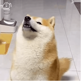 摸摸小猪头,沙雕表情包多到不用愁