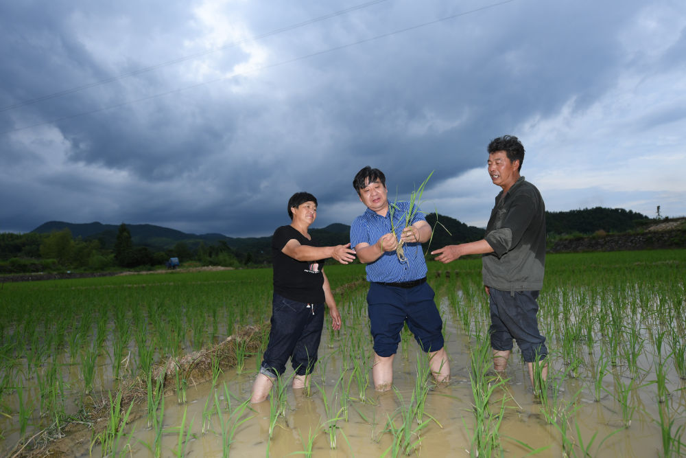 聽,田野裡動人的科技之歌——科技特派員制度浙江20年實踐紀實