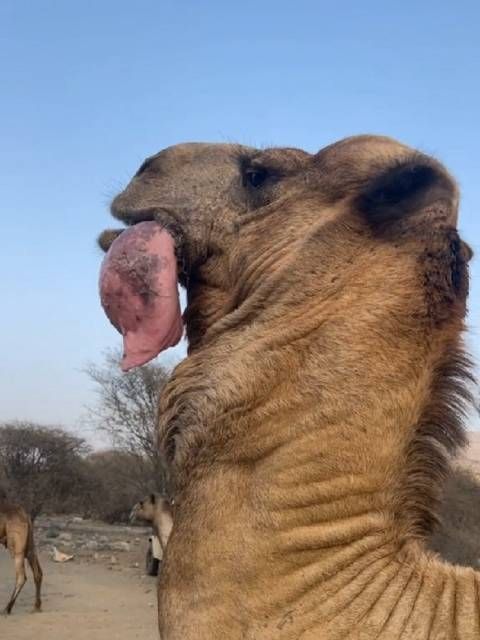 骆驼口腔肉刺图片图片