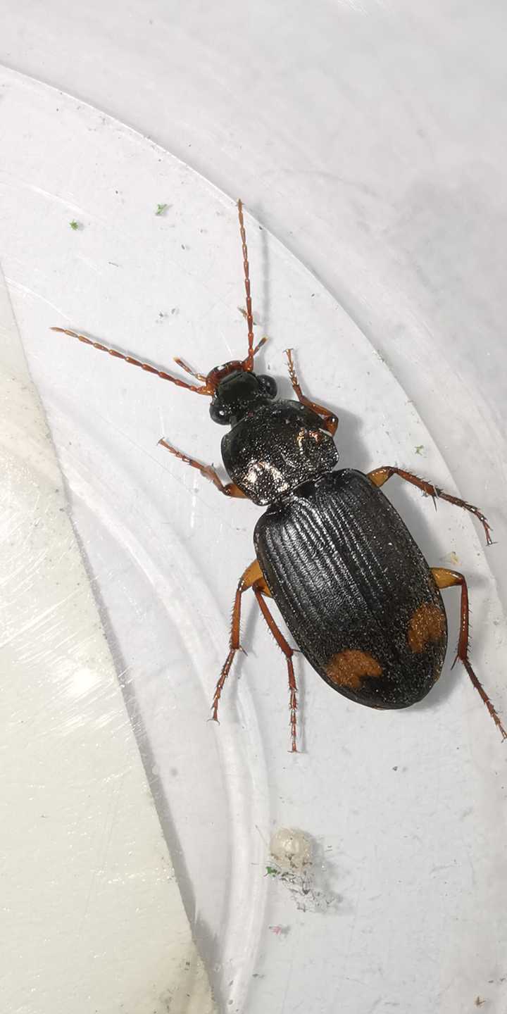 这是什么虫子 应该是某种甲虫?