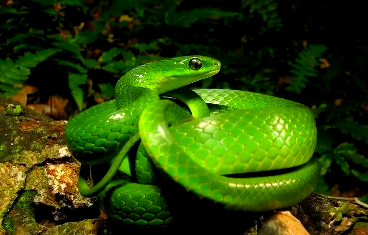 翠青蛇:一种温顺且美丽的野生蛇类