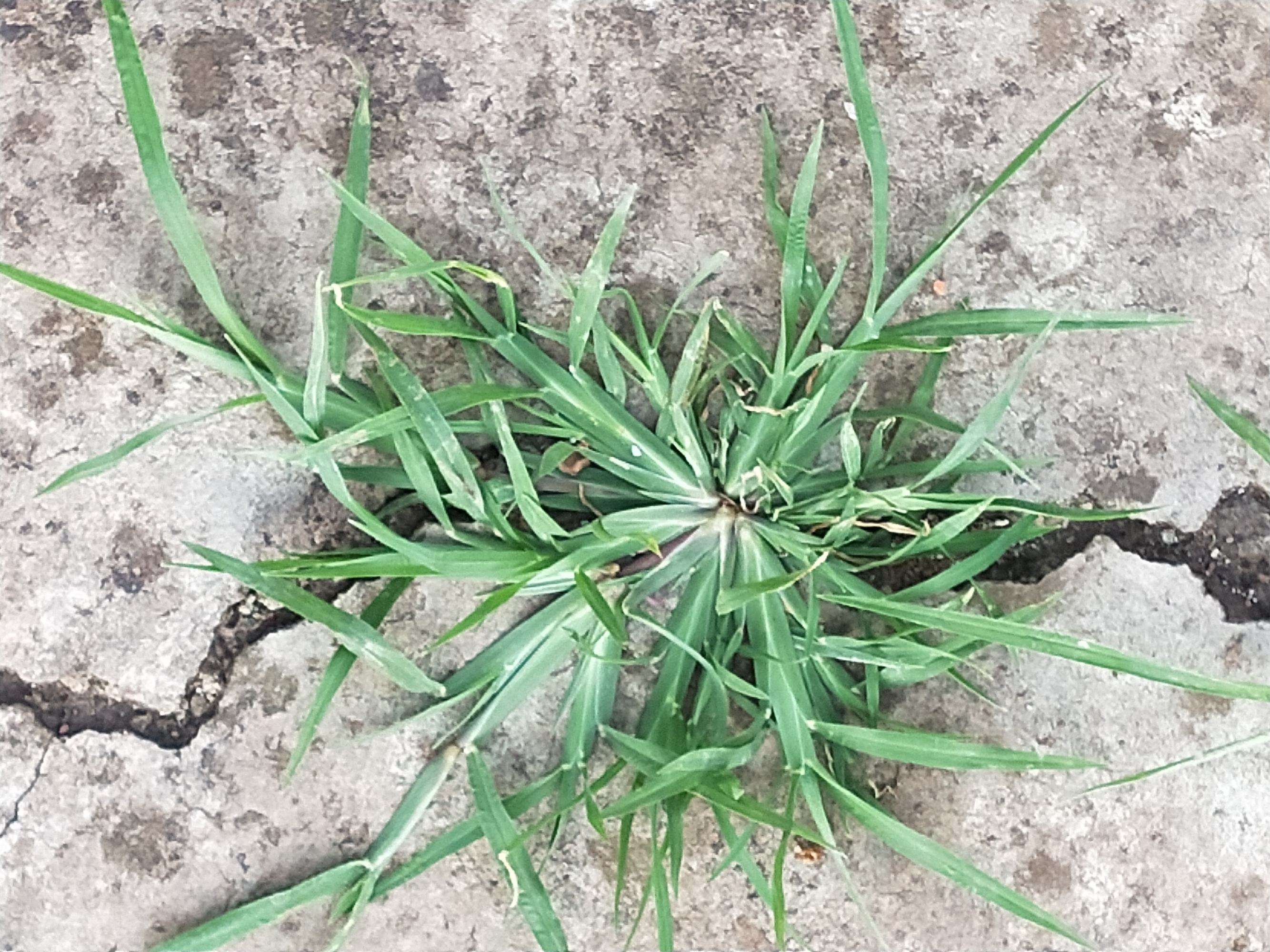 农村有一种"坚强"的野草,踩不死,晒不死,煲汤煮水能清热解暑