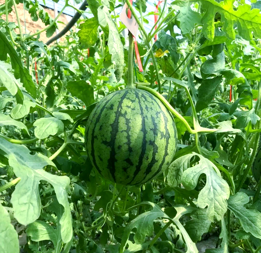 京美2k小西瓜:手剥的梦想,汁甜味美!