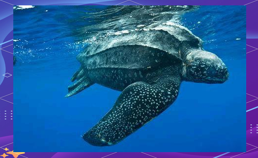 探秘棱皮龟:龟类中的最大海龟