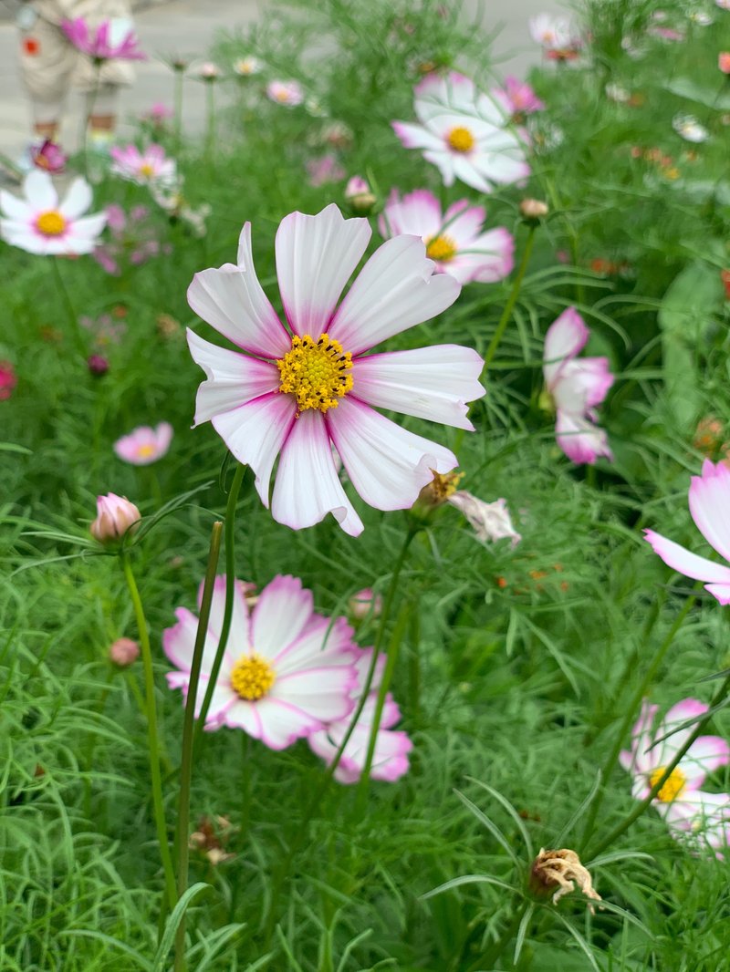 秋英花与格桑花图片