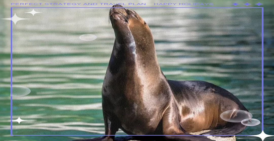 海狮:海洋中的哺乳动物小精灵