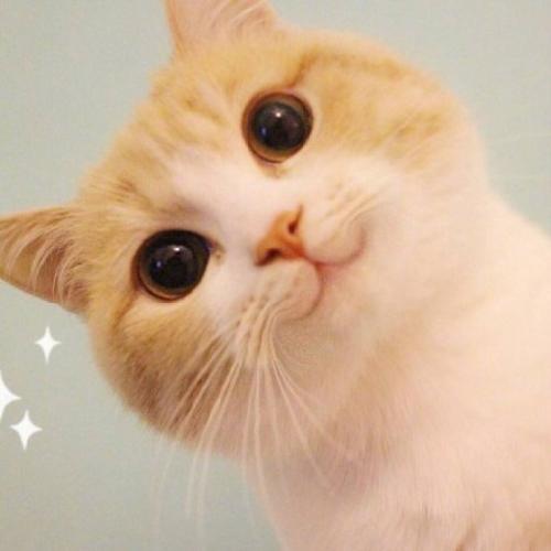 猫咪微笑的嘴巴怎么p