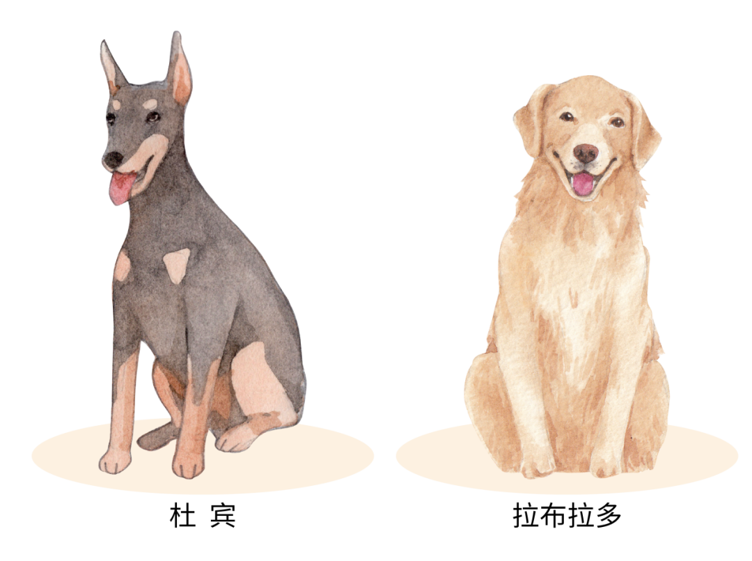 528部法,5119万只犬,管住了吗?