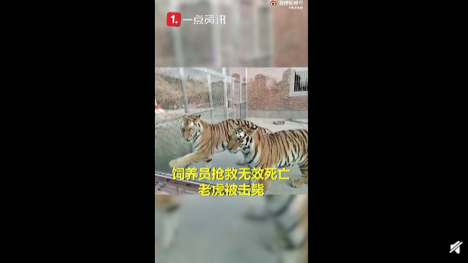 两只老虎出逃咬死饲养员均被击毙,河南淅川县公布处置细节