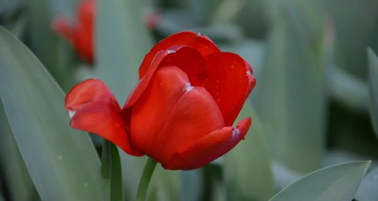 红色郁金香花语(红色郁金香花语 一见钟情)