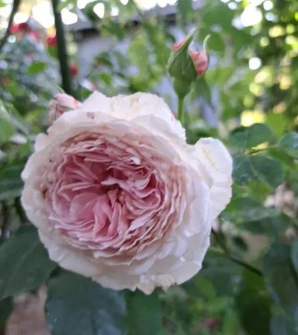 詹姆斯·高威(james galway)