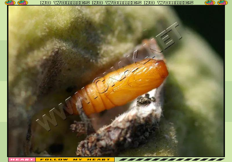 桃蛀螟的有效防治方法:实验发现与应用建议