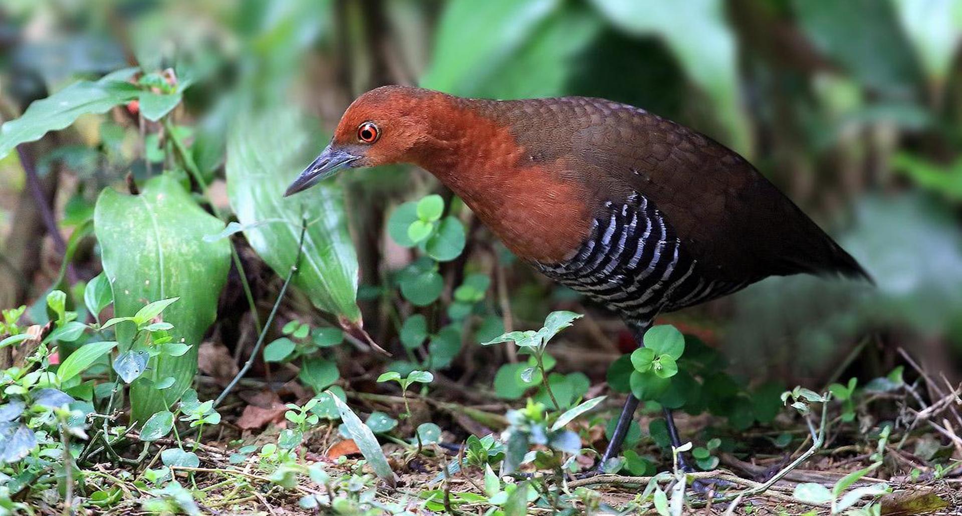 死而复生只是凭空臆想?早已灭绝的白喉秧鸡,是如何原地复活的?