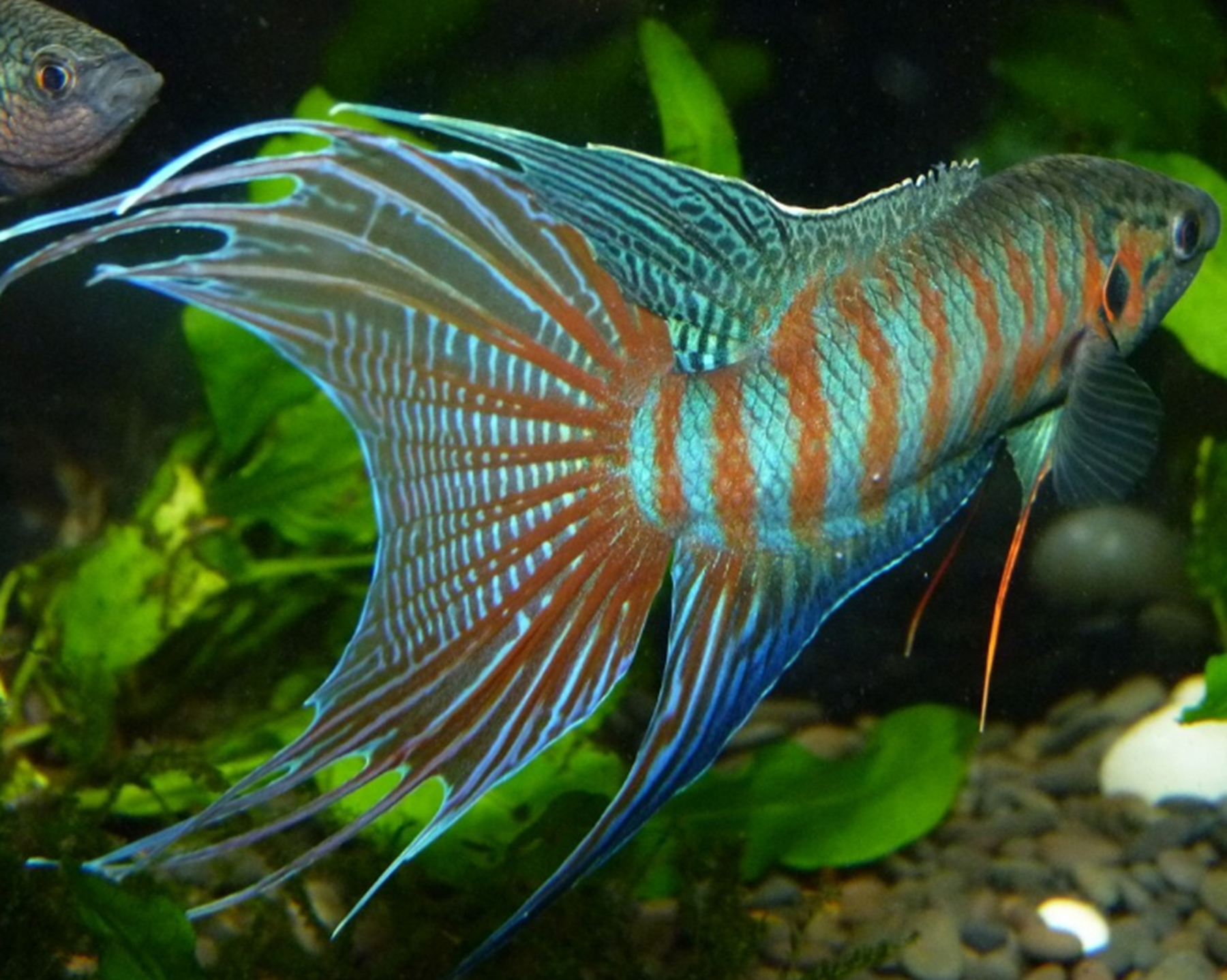 圆尾斗鱼怎么分公母?圆尾斗鱼多大能繁殖?