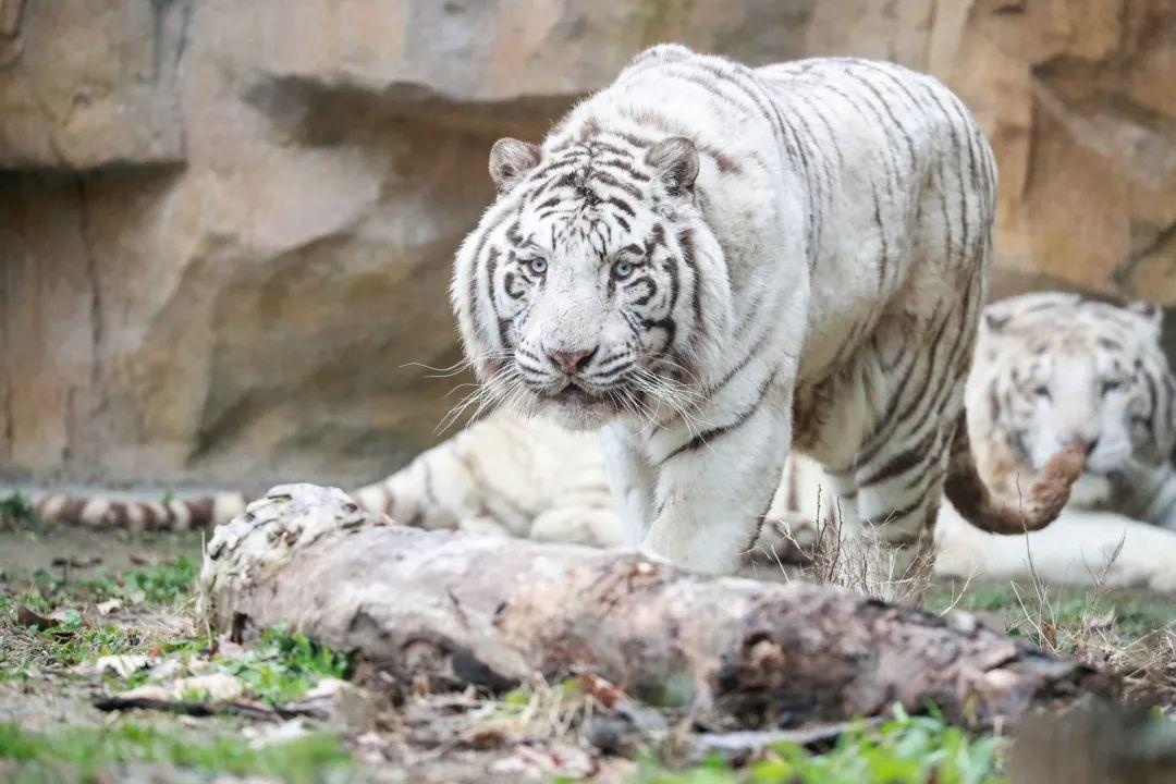 虎界的一股清流——白虎