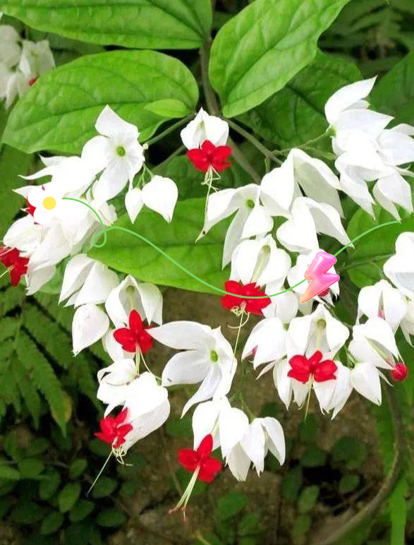 龙吐珠:一种独特而珍贵的花卉