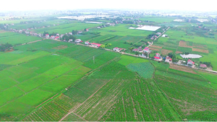 常德市|安乡县安障乡:发展中草药种植助力乡村振兴