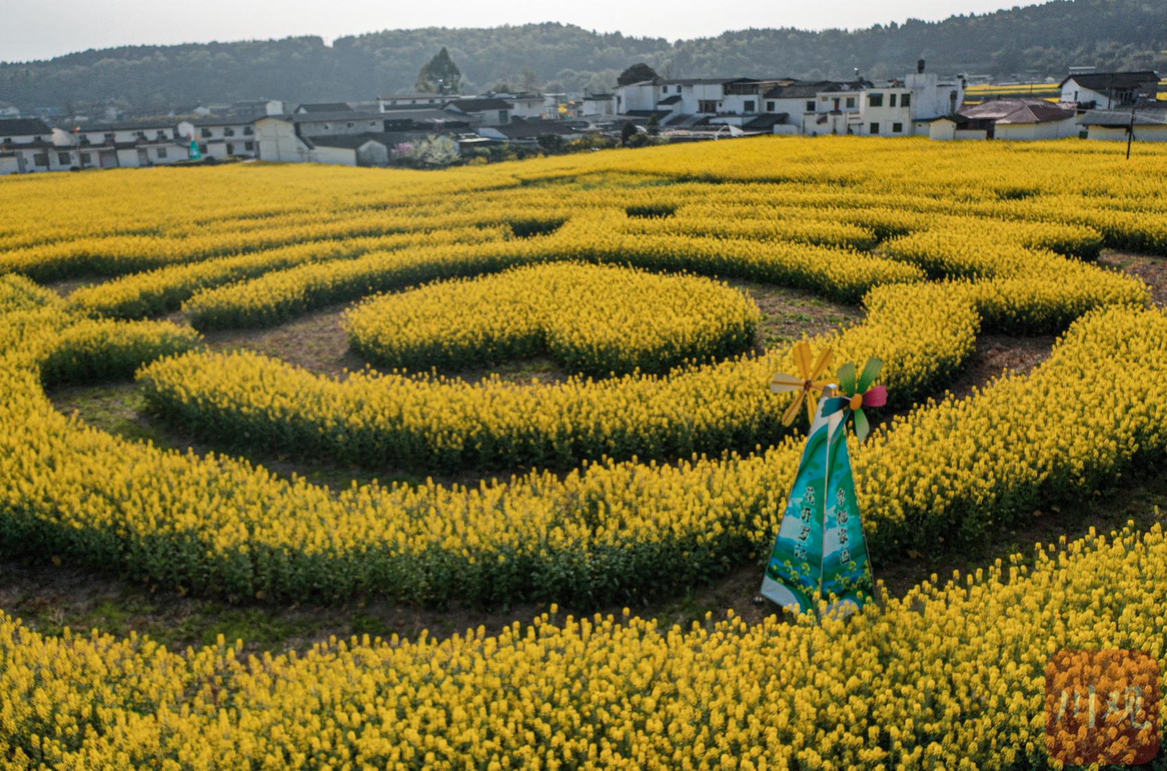 c視頻丨德陽羅江五彩油菜花開了帶你走進春天的迷宮