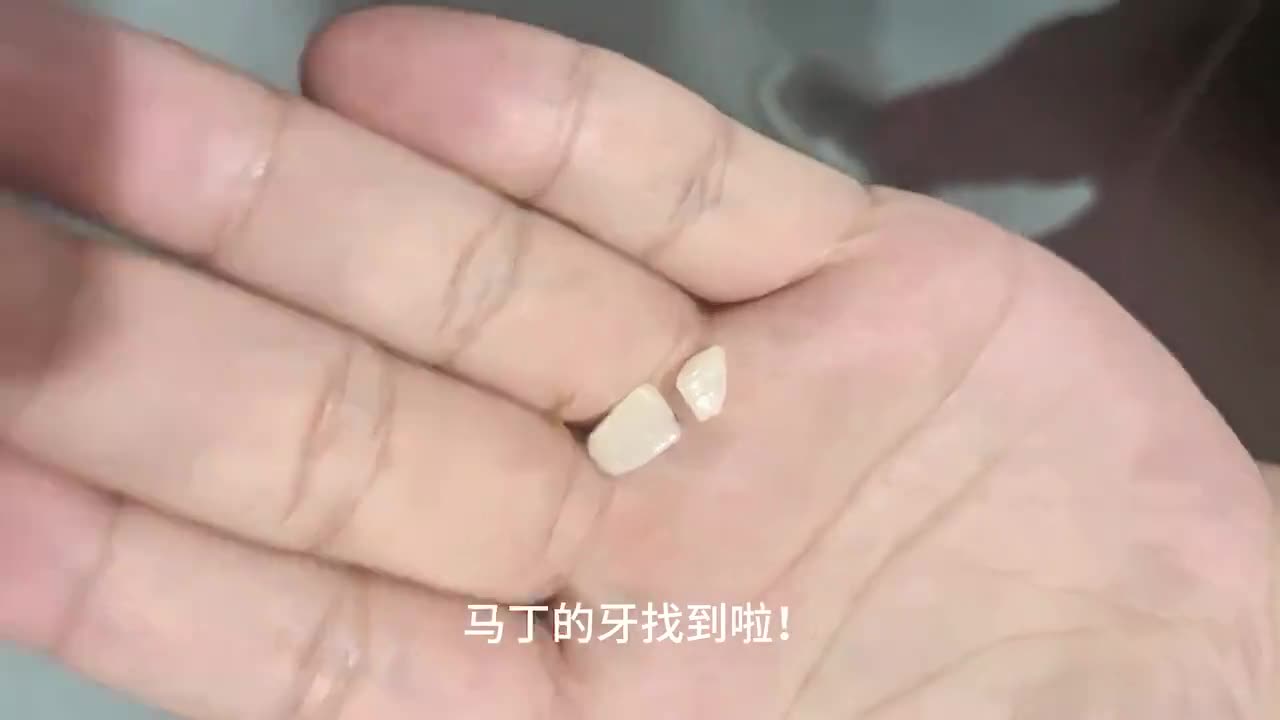 海牛牙齿图片图片