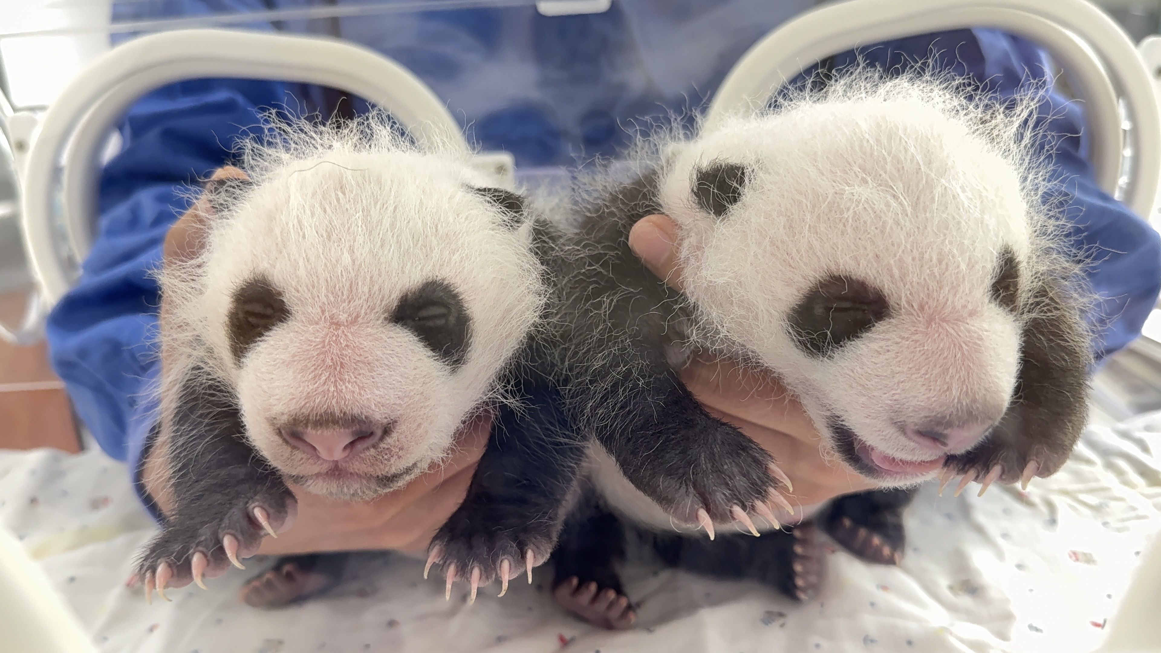 上海:大熊猫"芊金"产下的龙凤胎幼崽满月