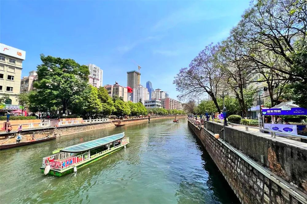昆明盘龙江蓝花楹游船赏花专线开航