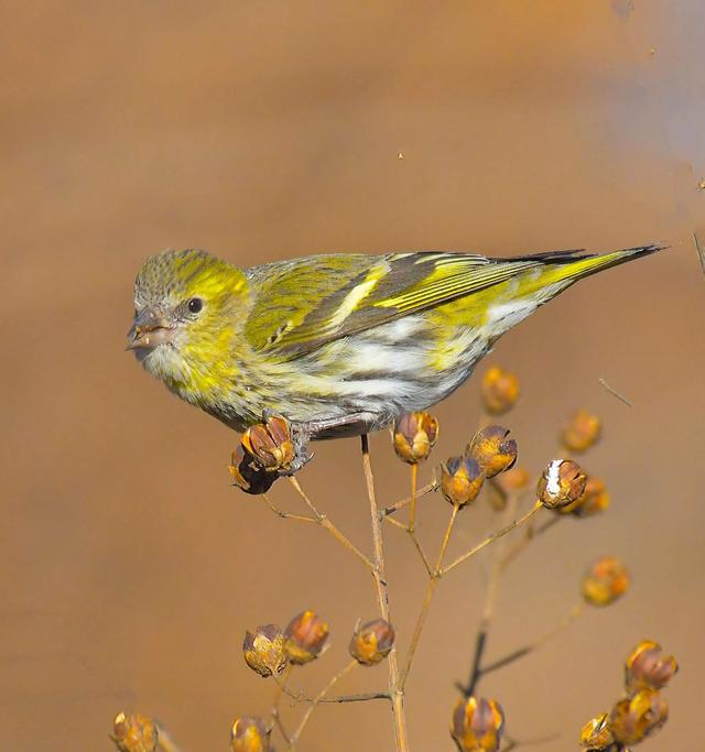 如何挑选极品黄雀鸟
