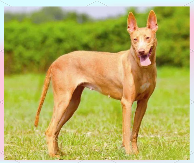 法老王猎犬:历经数千年,陪伴人类度春秋